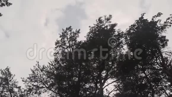 阳光明媚的一天绿云杉的枝条视频的预览图