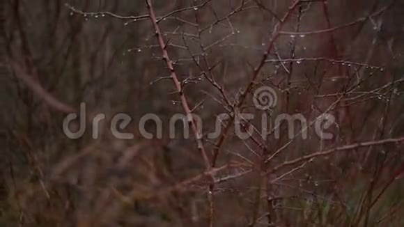 灌木丛的裸枝下雨了雨点滴在灌木丛上视频的预览图
