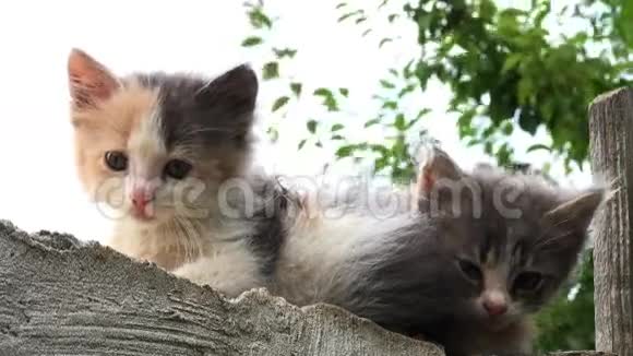 两只小猫在外面的栅栏上视频的预览图