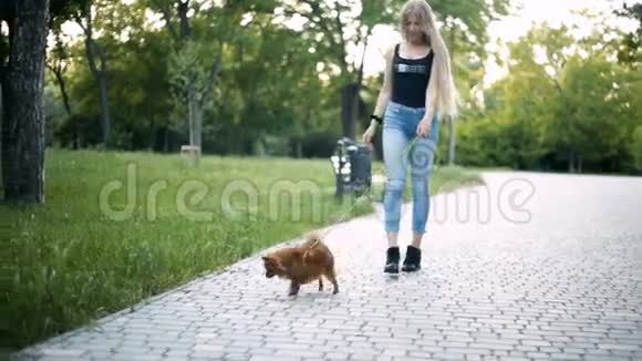 年轻的金发女郎一头飘逸的长发带着波美拉尼亚斯皮茨品种的狗在公园里散步视频的预览图