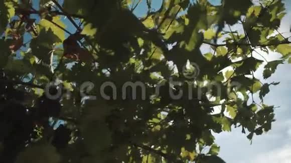 葡萄草本植物与浆果挂在建筑在酒庄视频的预览图