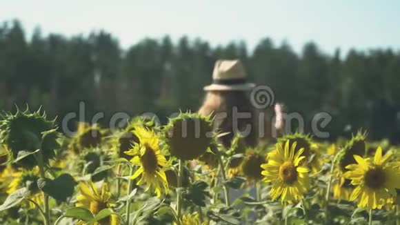 在向日葵中间戴帽子的小女孩视频的预览图