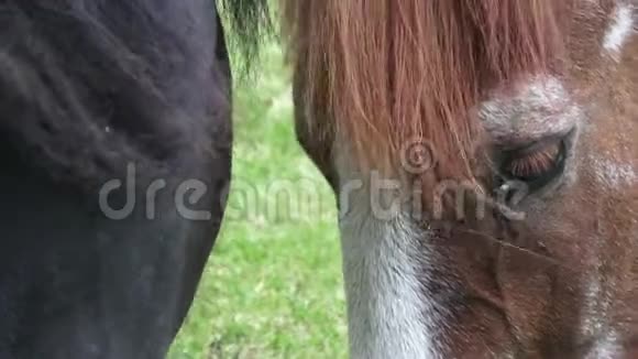 牧场上的马吃干粮马吃东西喂食的肖像选择性聚焦视频的预览图