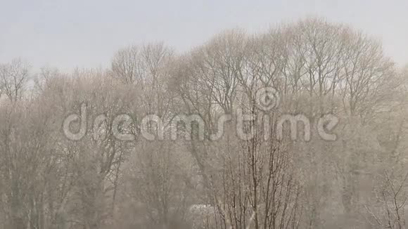 雪花视频的预览图