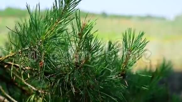 一棵松树的枝干在一片模糊的绿色风景背景上视频的预览图