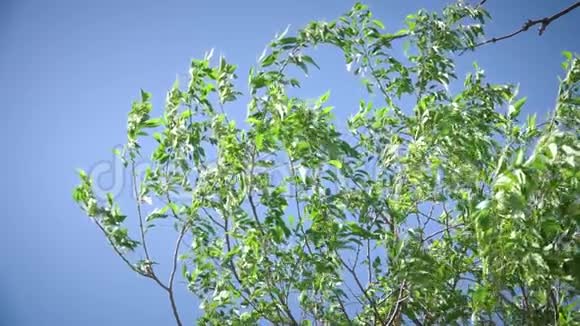 蓝天上的绿树枝视频的预览图