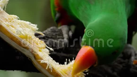 鸭嘴鹦鹉吃甘蔗视频的预览图