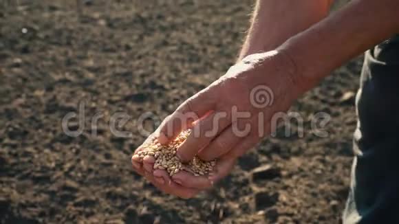 粮食在勤劳的双手中农民评估粮食的质量男子检查和分析粮食的质量视频的预览图