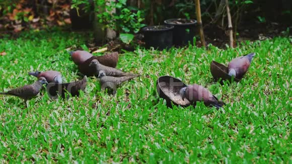 非常饥饿的鸽子或鸽子以草坪草为食视频的预览图