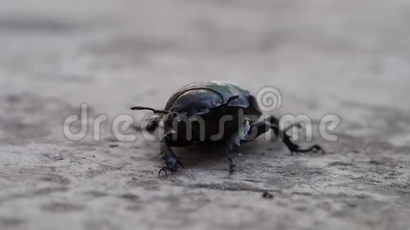 昆虫大黑甲虫视频的预览图
