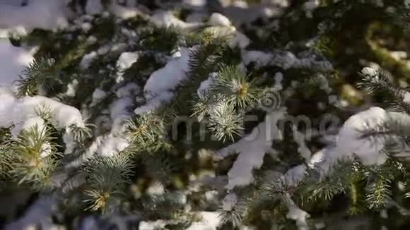 近景拍摄白雪覆盖的杉树白雪覆盖视频的预览图