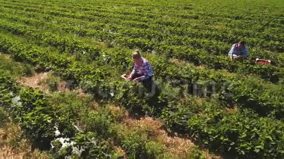 两个女孩在种植园采摘草莓视频的预览图