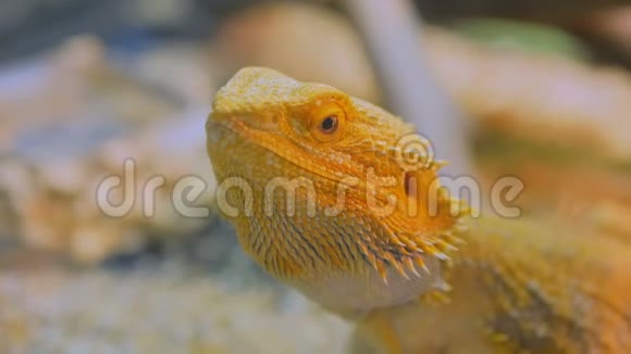 动物园里的黄胡子龙蜥蜴视频的预览图