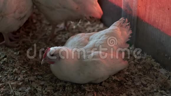 鸡坐在鸡舍里家禽农场鸡舍内鸡视频的预览图