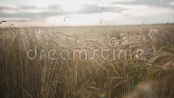 日落时的麦田录像一大堆麦子都结了收获和收获的概念一片金黄的小麦视频的预览图