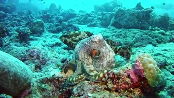 潜水马尔代夫章鱼和鱼视频的预览图