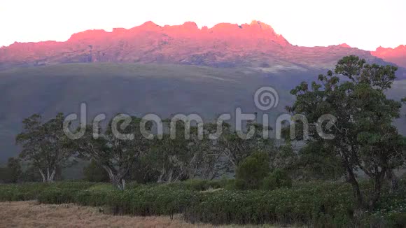 肯尼亚山国家公园美丽的山景4k鸟瞰腼腆可爱的在田野上奔跑视频的预览图