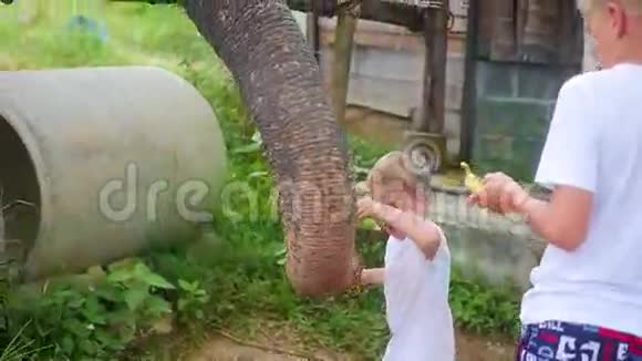 孩子们喂大象香蕉视频的预览图