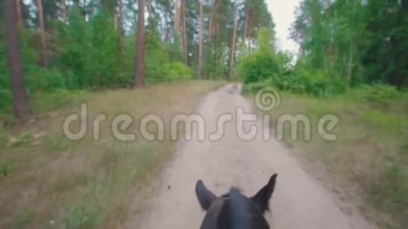 栗子马在森林中穿行视频的预览图