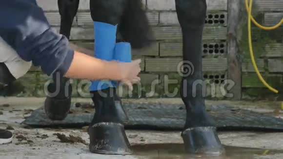 女性用绷带包扎黑马的腿视频的预览图
