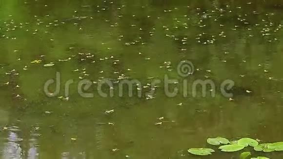 有青蛙的森林池塘视频的预览图