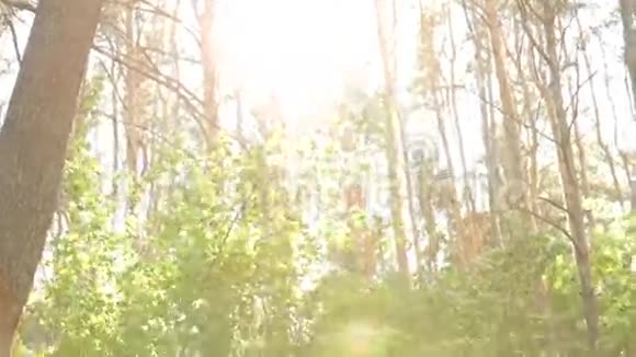 在阳光照耀下的树林里视频的预览图