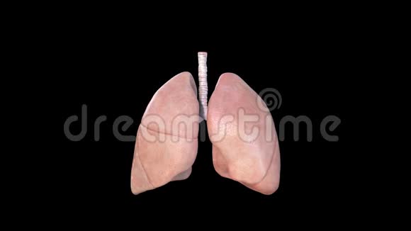 肺解剖人类呼吸系统肺炎冠状病毒covid19癌症尸检医学概念癌症和吸烟视频的预览图