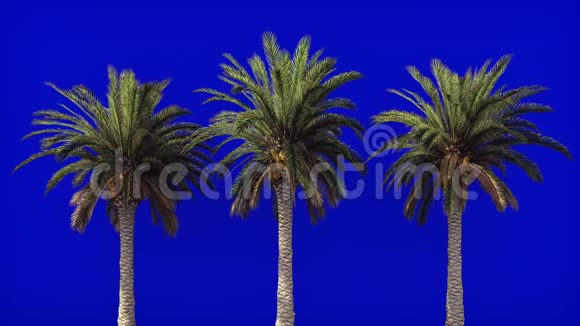 蓝屏上迎风的棕榈树美丽的夏天循环的背景视频的预览图