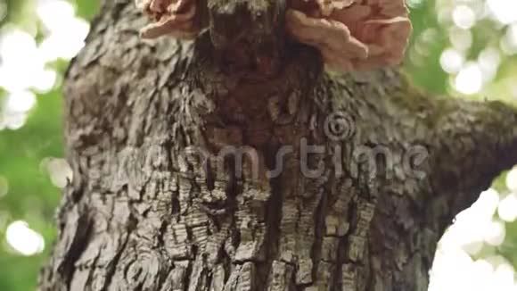 森林背景在树上长蘑菇视频的预览图