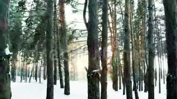 冬天的森林冬天的大自然许多树背光阳光阳光透过森林照射视频的预览图