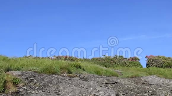 潘右人在岩石和杜鹃中漫步视频的预览图