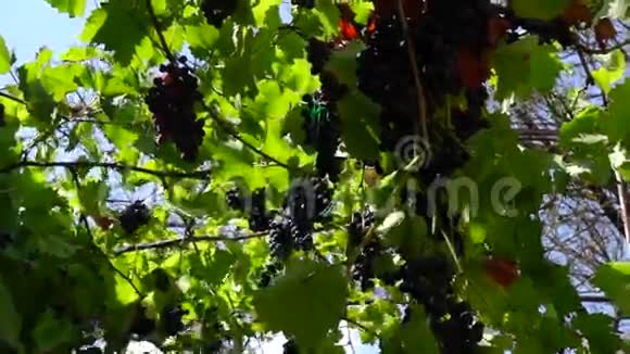 葡萄在院子里装饰天篷视频的预览图