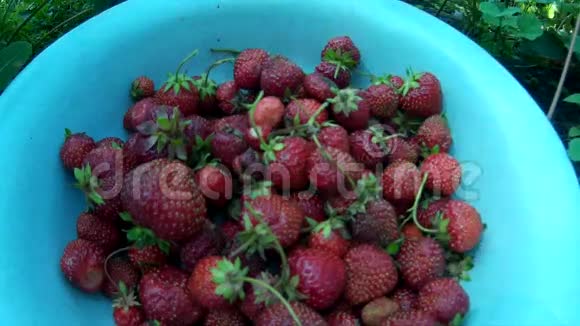 收集成熟的红草莓然后放到盘子里视频的预览图