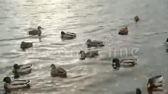 野鸭漂浮在森林湖里视频的预览图