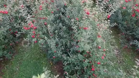 果园里的红苹果近处鸟瞰视频的预览图
