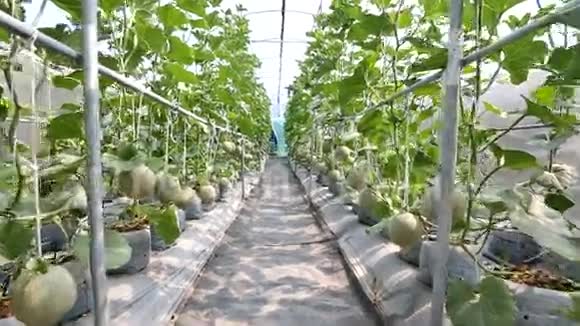 绿色农场的甜瓜视频的预览图