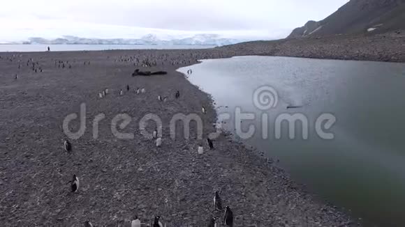 海豹和企鹅在石滩上休息安德列夫视频的预览图