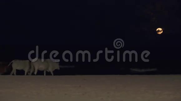 亚洲奶牛在月亮下的海滩散步视频的预览图