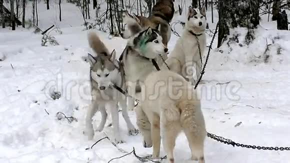 雪橇哈士奇在雪地上享受视频的预览图