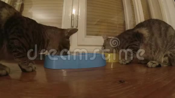 猫从碗里吃加速镜头视频的预览图