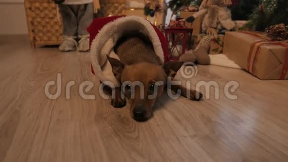 小狗狗圣诞树和节日的心情4KUHD视频的预览图