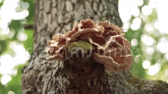 森林背景在树上长蘑菇视频的预览图