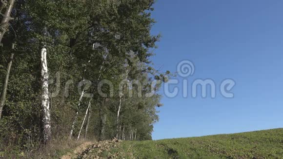 乡村风景蓝天和树林视频的预览图