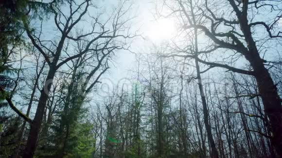 春天的橡树林时间流逝视频的预览图