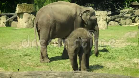 小象宝宝站在成人旁边视频的预览图