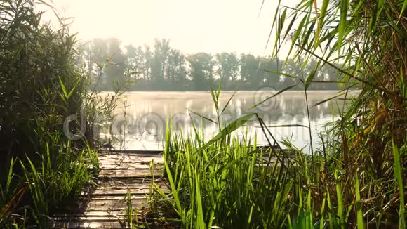 河岸上的日出在芦苇丛和水面上的烟雾之间有木桥的景观视频的预览图