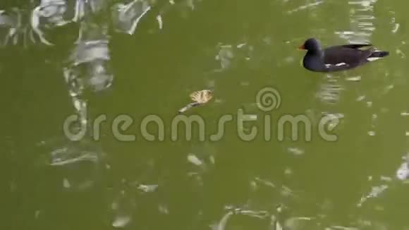 城市湖泊上的水母鸡视频的预览图