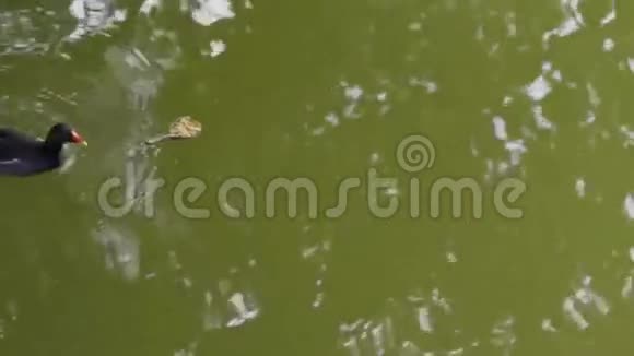 城市湖泊上的水母鸡视频的预览图