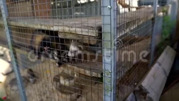 猎狗杰克罗塞尔攻击欧洲鼠笼普托里奥斯视频的预览图