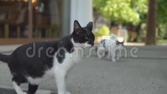 一只街猫站在欧洲老城里看的肖像视频的预览图